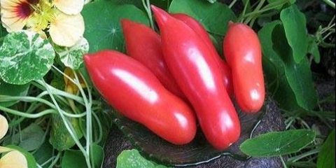 Ženski prsti od paradajza: recenzije, fotografije